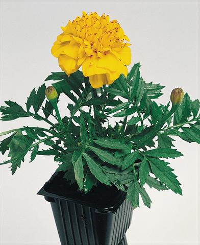 Photos von Blumenvarianten benutzt als: Topf und Beet Tagetes patula Hero™ Gold