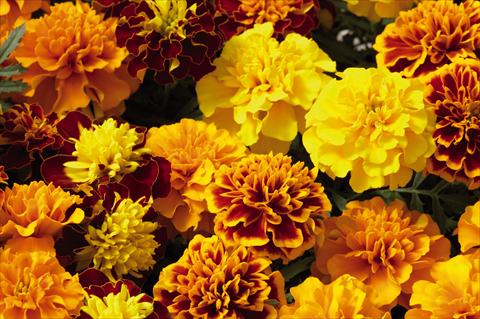 Photos von Blumenvarianten benutzt als: Beet- / Rabattenpflanze Tagetes patula Hero™ Mix