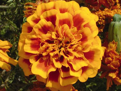 Photos von Blumenvarianten benutzt als: Beet- / Rabattenpflanze Tagetes patula Hero™ Orange Bee