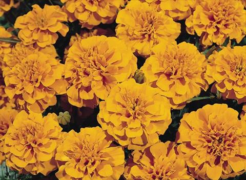 Photos von Blumenvarianten benutzt als: Beet- / Rabattenpflanze Tagetes patula Hero™ Orange