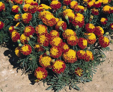 Photos von Blumenvarianten benutzt als: Beet- / Rabattenpflanze Tagetes patula Hero™ Spry