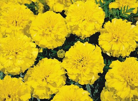 Photos von Blumenvarianten benutzt als: Beet- / Rabattenpflanze Tagetes patula Hero™ Yellow