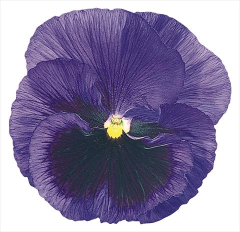 Photos von Blumenvarianten benutzt als: Topf und Beet Viola wittrockiana Inspire® Blue with Blotch
