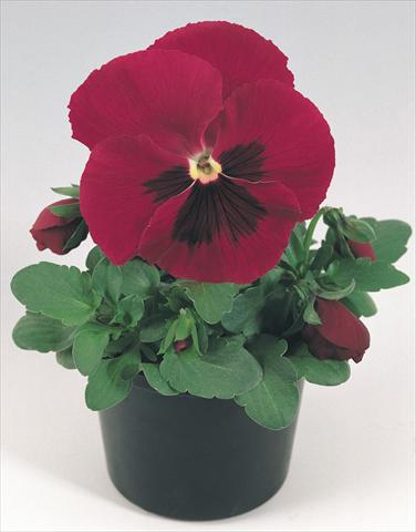 Photos von Blumenvarianten benutzt als: Topf und Beet Viola wittrockiana Inspire® Carmine with Blotch