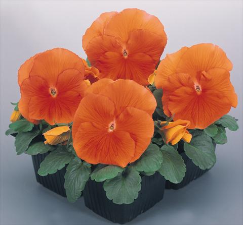 Photos von Blumenvarianten benutzt als: Topf und Beet Viola wittrockiana Inspire® Deep Orange