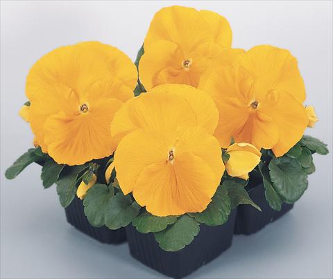 Photos von Blumenvarianten benutzt als: Topf und Beet Viola wittrockiana Inspire® Golden Yellow