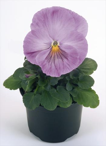 Photos von Blumenvarianten benutzt als: Topf und Beet Viola wittrockiana Inspire® Lavender Pink