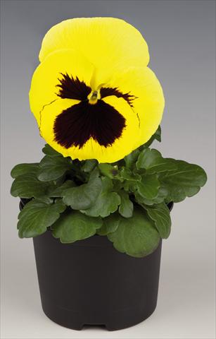 Photos von Blumenvarianten benutzt als: Topf und Beet Viola wittrockiana Inspire® Lemon with Blotch