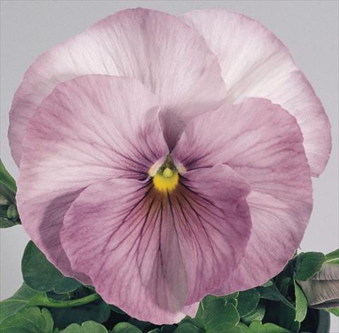 Photos von Blumenvarianten benutzt als: Topf und Beet Viola wittrockiana Inspire® Lilac Shades
