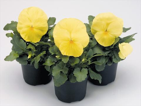 Photos von Blumenvarianten benutzt als: Topf und Beet Viola wittrockiana Inspire® Primerose