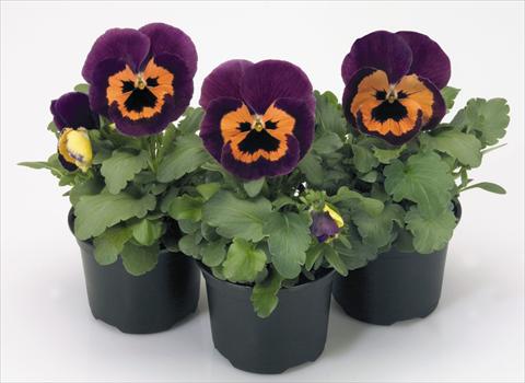 Photos von Blumenvarianten benutzt als: Topf und Beet Viola wittrockiana Inspire® Purple and Orange