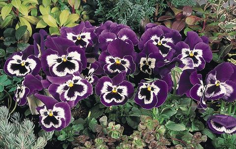 Photos von Blumenvarianten benutzt als: Topf und Beet Viola wittrockiana Inspire® Purple and White