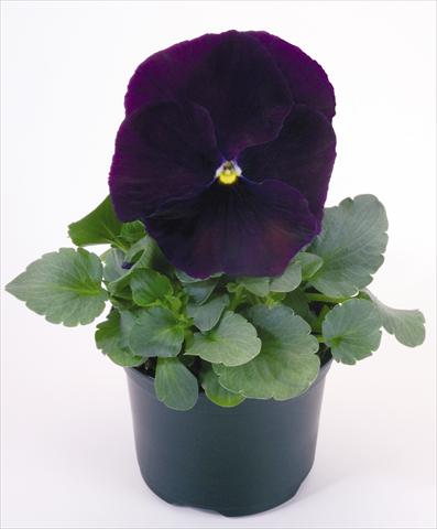 Photos von Blumenvarianten benutzt als: Topf und Beet Viola wittrockiana Inspire® Purple