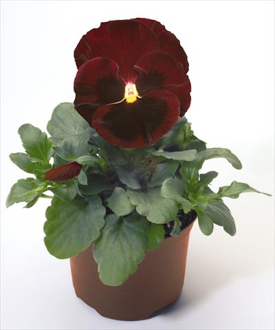 Photos von Blumenvarianten benutzt als: Topf und Beet Viola wittrockiana Inspire® Red with Blotch