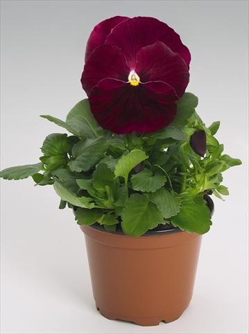 Photos von Blumenvarianten benutzt als: Topf und Beet Viola wittrockiana Inspire® Rose