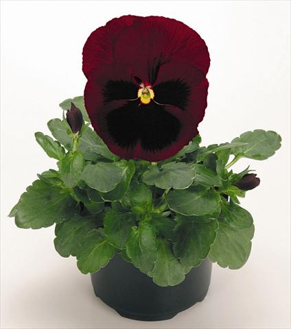 Photos von Blumenvarianten benutzt als: Topf und Beet Viola wittrockiana Inspire® Ruby