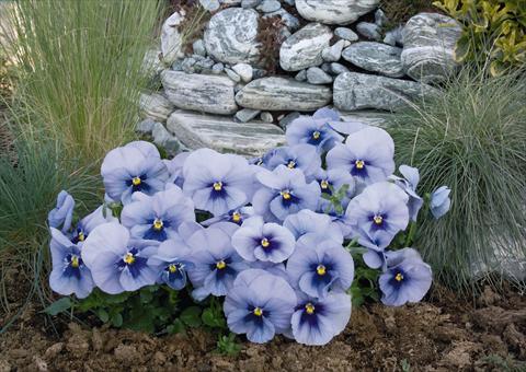 Photos von Blumenvarianten benutzt als: Topf und Beet Viola wittrockiana Inspire® Silver Blue with Blotch