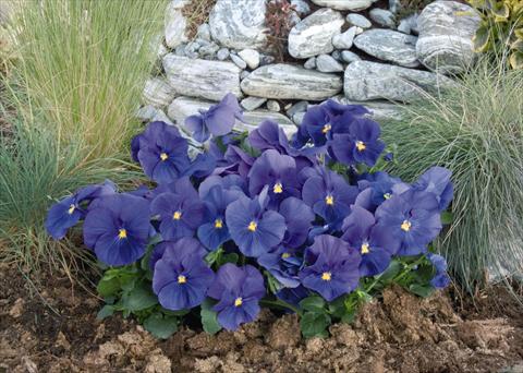 Photos von Blumenvarianten benutzt als: Topf und Beet Viola wittrockiana Inspire® True Blue