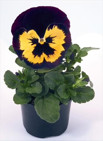 Photos von Blumenvarianten benutzt als: Topf und Beet Viola wittrockiana Inspire® Violet and Yellow