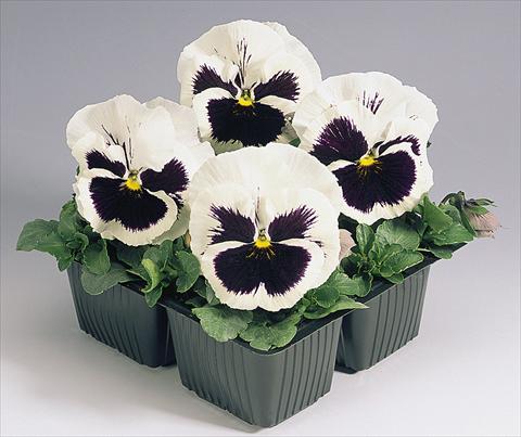 Photos von Blumenvarianten benutzt als: Topf und Beet Viola wittrockiana Inspire® White with Blotch