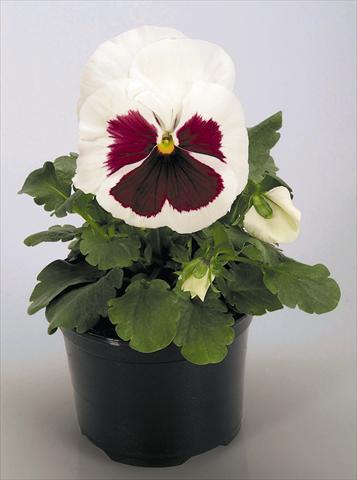 Photos von Blumenvarianten benutzt als: Topf und Beet Viola wittrockiana Inspire® White with Red Blotch