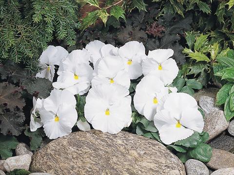 Photos von Blumenvarianten benutzt als: Topf und Beet Viola wittrockiana Inspire® White