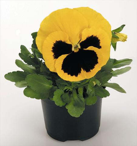 Photos von Blumenvarianten benutzt als: Topf und Beet Viola wittrockiana Inspire® Yellow with Blotch