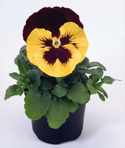 Photos von Blumenvarianten benutzt als: Topf und Beet Viola wittrockiana Inspire® Yellow with Red Wing