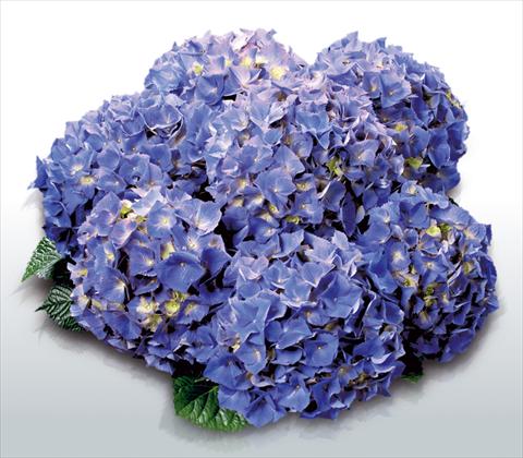 Photos von Blumenvarianten benutzt als: Topf und Beet Hydrangea macrophylla Atlantic Blue©