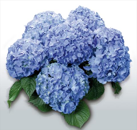 Photos von Blumenvarianten benutzt als: Topf und Beet Hydrangea macrophylla Blauer Zwerg