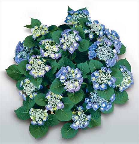 Photos von Blumenvarianten benutzt als: Topf und Beet Hydrangea macrophylla Blaumeise