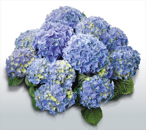 Photos von Blumenvarianten benutzt als: Topf und Beet Hydrangea macrophylla Early Blue©