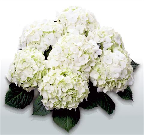 Photos von Blumenvarianten benutzt als: Topf und Beet Hydrangea macrophylla First White©