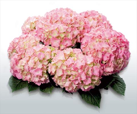 Photos von Blumenvarianten benutzt als: Topf und Beet Hydrangea macrophylla Pink Beauty©