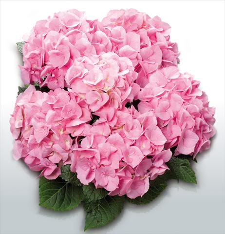 Photos von Blumenvarianten benutzt als: Topf und Beet Hydrangea macrophylla Pink Delight©