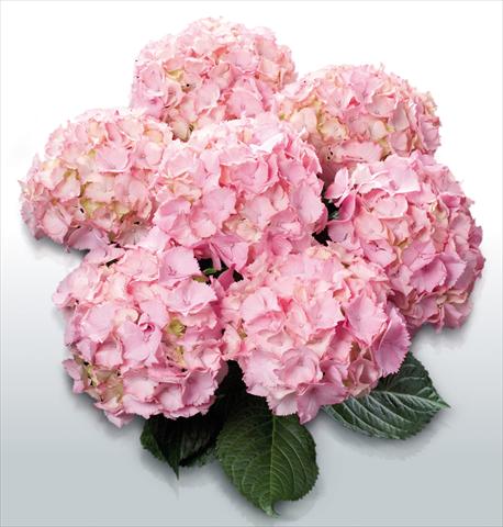 Photos von Blumenvarianten benutzt als: Topf und Beet Hydrangea macrophylla Pink Picotee©