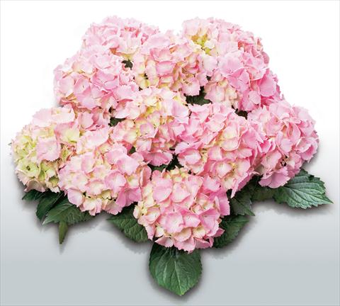 Photos von Blumenvarianten benutzt als: Topf und Beet Hydrangea macrophylla Pink Sensation©