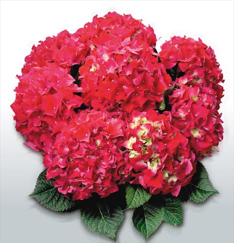 Photos von Blumenvarianten benutzt als: Topf und Beet Hydrangea macrophylla Red Beauty©