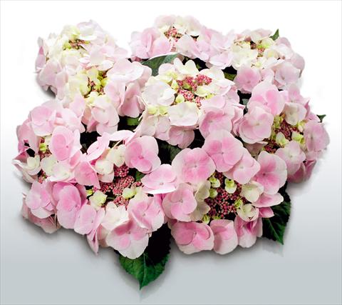 Photos von Blumenvarianten benutzt als: Topf und Beet Hydrangea macrophylla Sweet Dreams©