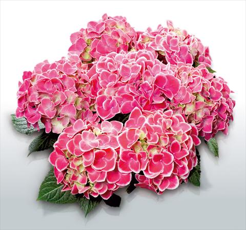 Photos von Blumenvarianten benutzt als: Topf und Beet Hydrangea macrophylla Tivoli Rosa©