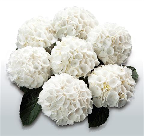 Photos von Blumenvarianten benutzt als: Topf und Beet Hydrangea macrophylla White Delight©