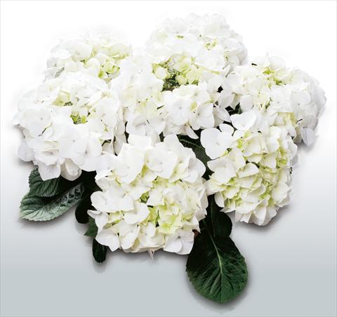 Photos von Blumenvarianten benutzt als: Topf und Beet Hydrangea macrophylla White Spirit©