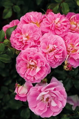 Photos von Blumenvarianten benutzt als: Beet- / Rabattenpflanze Rosa paesaggistica Lovely Pink®