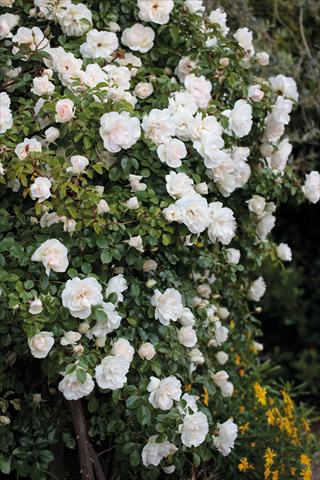 Photos von Blumenvarianten benutzt als: Beet- / Rabattenpflanze Rosa rampicante GP Perle Crescendo®