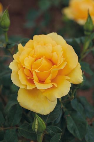 Photos von Blumenvarianten benutzt als: Beet- / Rabattenpflanze Rosa Tea Eureka®