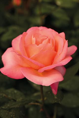 Photos von Blumenvarianten benutzt als: Beet- / Rabattenpflanze Rosa Tea Jazz Festival®