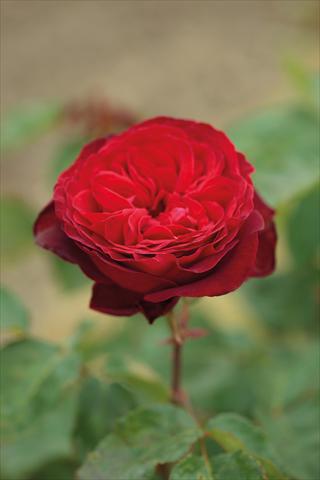Photos von Blumenvarianten benutzt als: Beet- / Rabattenpflanze Rosa Tea Royal Garden®