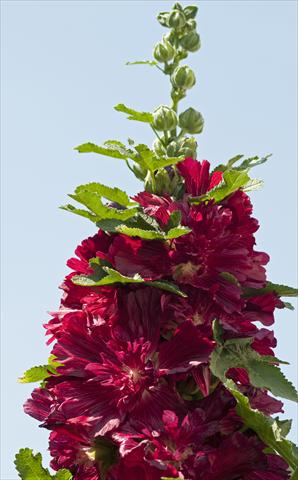 Photos von Blumenvarianten benutzt als: Topf und Beet Alcea rosea Spring Celebrities Crimson