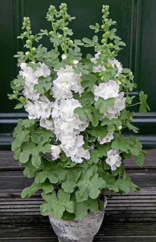 Photos von Blumenvarianten benutzt als: Topf und Beet Alcea rosea Spring Celebrities White