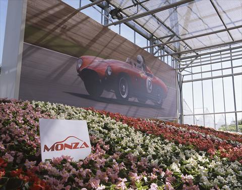 Photos von Blumenvarianten benutzt als: Topf und Beet Begonia semperflorens Monza F1